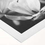Elegant botanical wall art featuring a magnolia design on a rolled canvas, showcasing soft pink and white flowers against a muted green background, perfect for home decor.