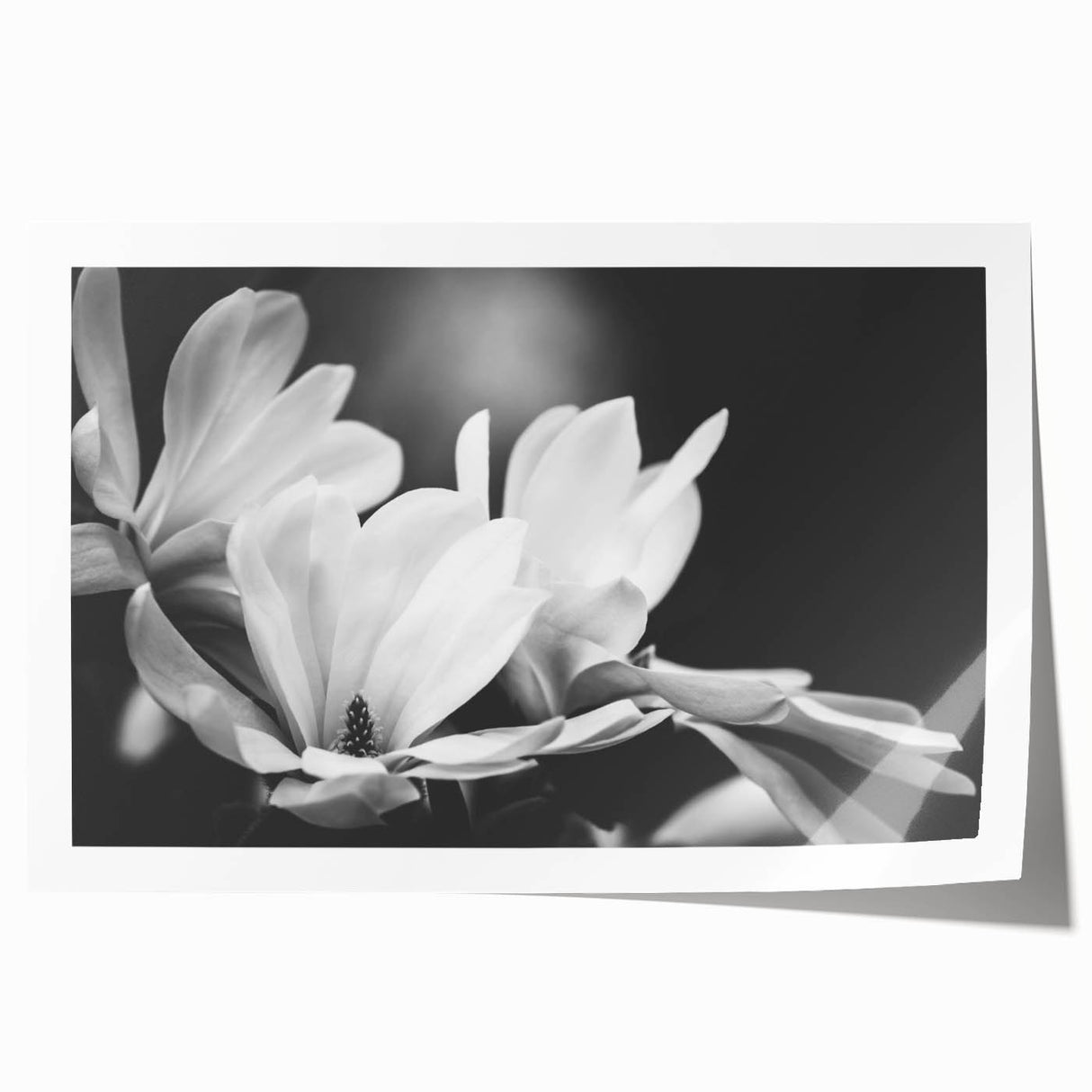 Botanical wall art print featuring a delicate magnolia design with soft pink and white petals, elegantly rolled and ideal for home decor. Perfect for nature lovers.