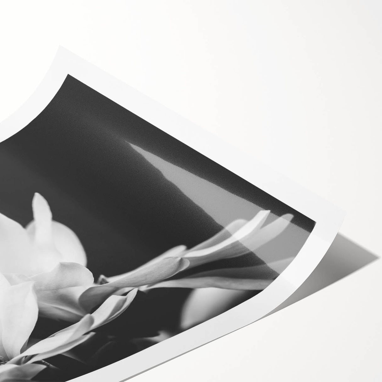 Botanical wall art print showcasing a delicate magnolia design on textured paper, perfect for home decor. The artwork features soft pink and white petals with green leaves, elegantly rolled and ready for framing.