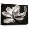 A side view of a botanical magnolia wall art collection displayed behind acrylic glass, showcasing vibrant floral designs and secured with decorative pins for an elegant presentation.