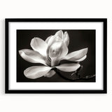 Elegant botanical wall art featuring a magnolia design, framed in black with a mat, showcasing delicate floral details ideal for home decor enhancements.