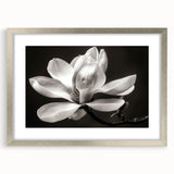 Elegant botanical wall art collection featuring magnolia designs in a silver frame with matting, showcasing intricate floral details and a sophisticated aesthetic. This piece adds a touch of nature-inspired elegance to any interior space.