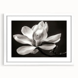 Framed botanical wall art featuring a magnolia design on a white mat, showcased in a sleek frame, perfect for home decor and floral enthusiasts.