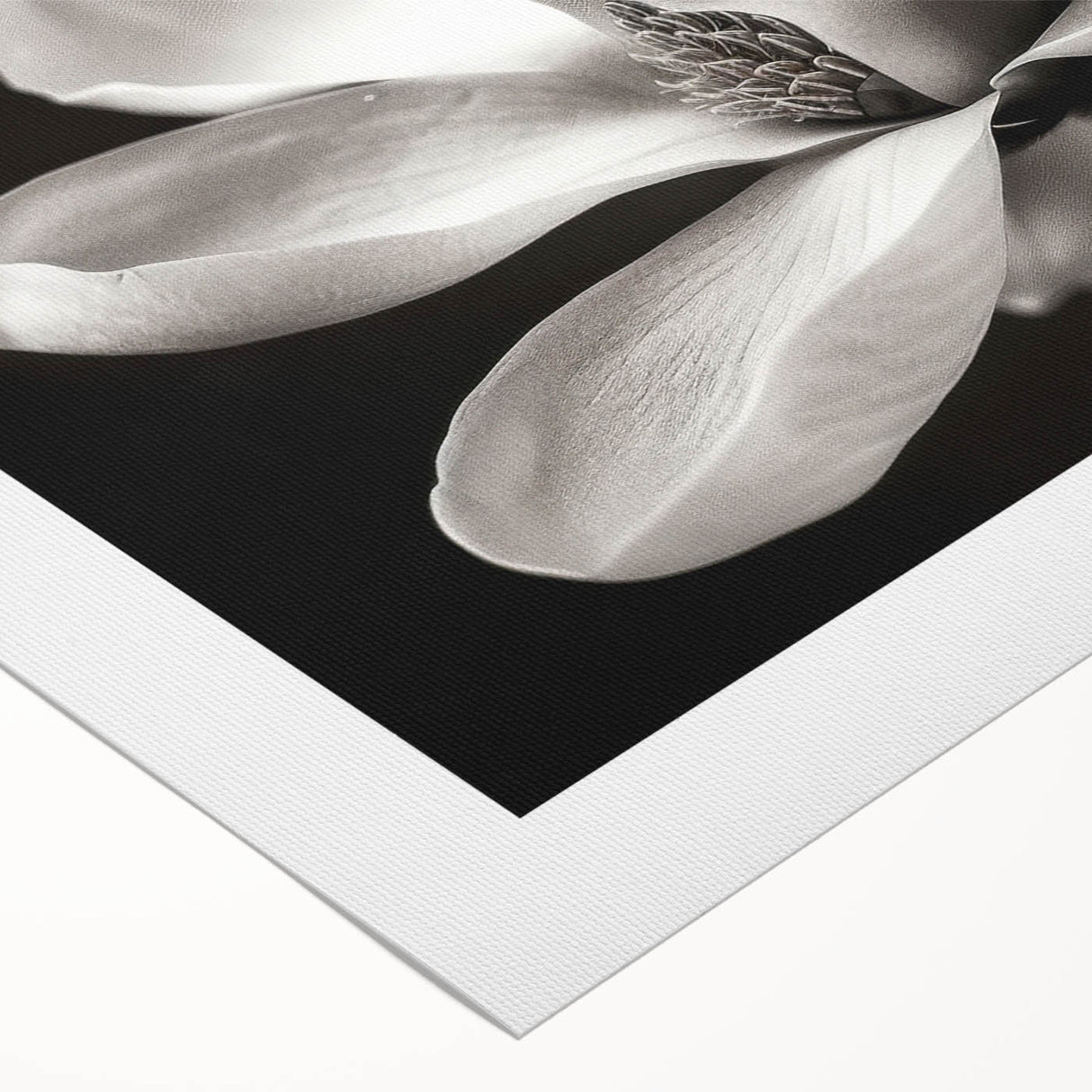 Botanical wall art design showcasing a vibrant magnolia flower in soft pink and white tones, printed on rolled canvas for elegant home decor or gifting.