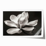 Magnolia floral wall art design featuring soft pink and white blossoms with green leaves, presented as a rolled print for easy framing and display.