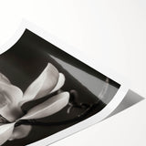 Magnolia botanical wall art print showcasing delicate pink flowers against a soft white background, rolled for easy display and shipping. Perfect for home decor.