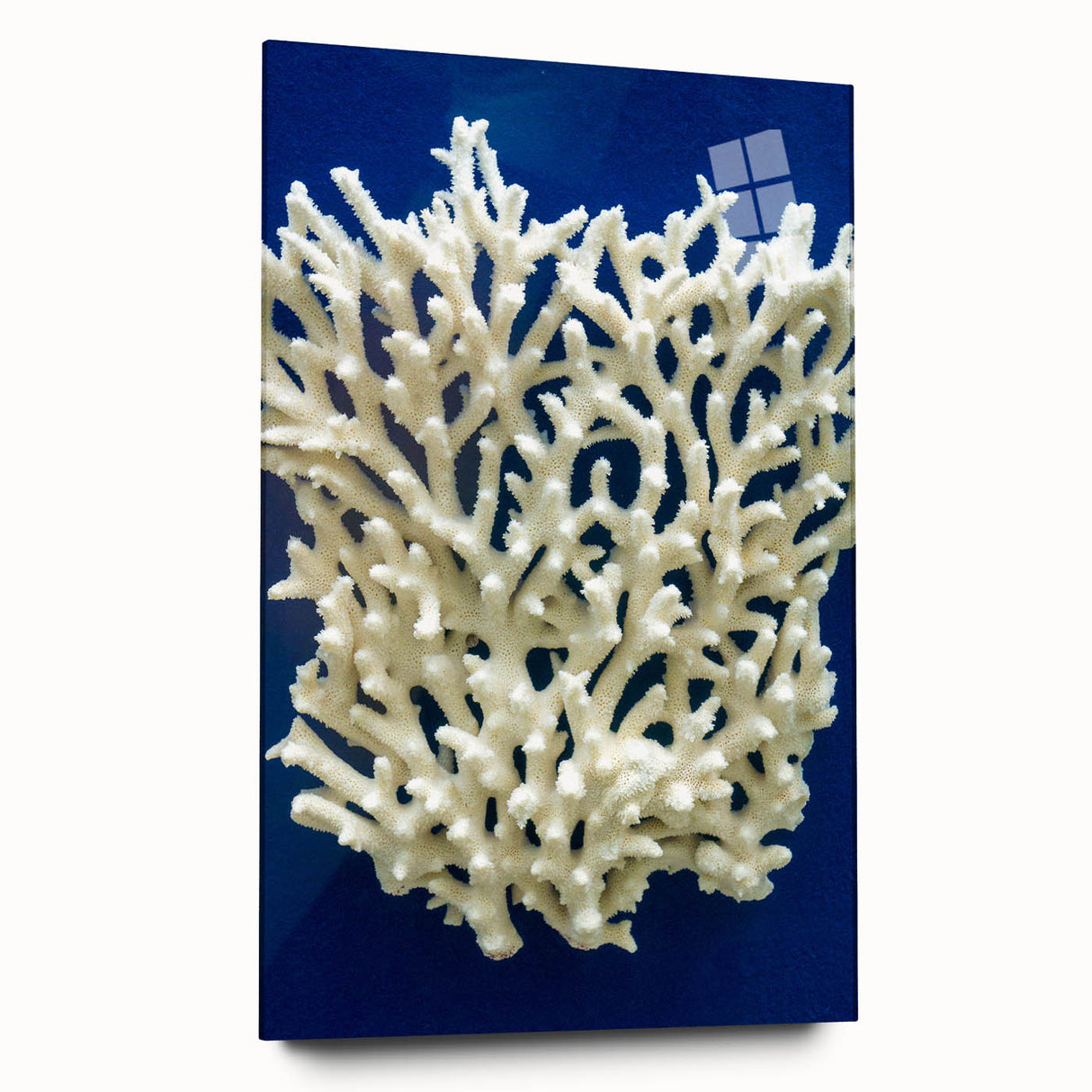 Botanical marine plants wall art design displayed in acrylic glass, showcasing vibrant colors and intricate details, ideal for ocean-themed decor.