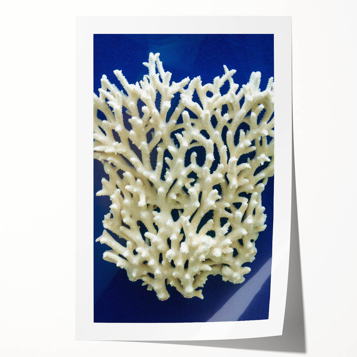 Rolled botanical wall art print showcasing vibrant marine plants in intricate detail, designed for a stylish decor accent. Perfect for nature enthusiasts.