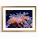 Botanical marine plants wall art framed in gold, showcasing vibrant floral designs with intricate details, perfect for home decor and coastal themes.