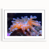 Botanical wall art print depicting vibrant marine plants in a white frame with matting, showcasing intricate details and natural colors for stylish home decor.
