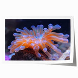 Botanical wall art print showcasing vibrant marine plants with intricate details, rolled and ready for framing, perfect for enhancing home decor.