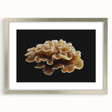 Botanical wall art featuring a collection of marine plants, framed in a sleek silver frame with a mat, showcasing vibrant colors and intricate details, perfect for home decor.
