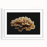 Botanical marine plants wall art design featuring vibrant, detailed floral illustrations in a white frame with a mat, perfect for home decor enhancement.