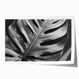 Botanical monstera wall art print showcasing vibrant green leaves against a white background, rolled for easy framing and display in home decor settings.