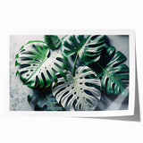 Botanical wall art print showcasing a vibrant Monstera leaf design in lush green tones, ideal for home decor or plant-themed interiors, rolled for easy framing.