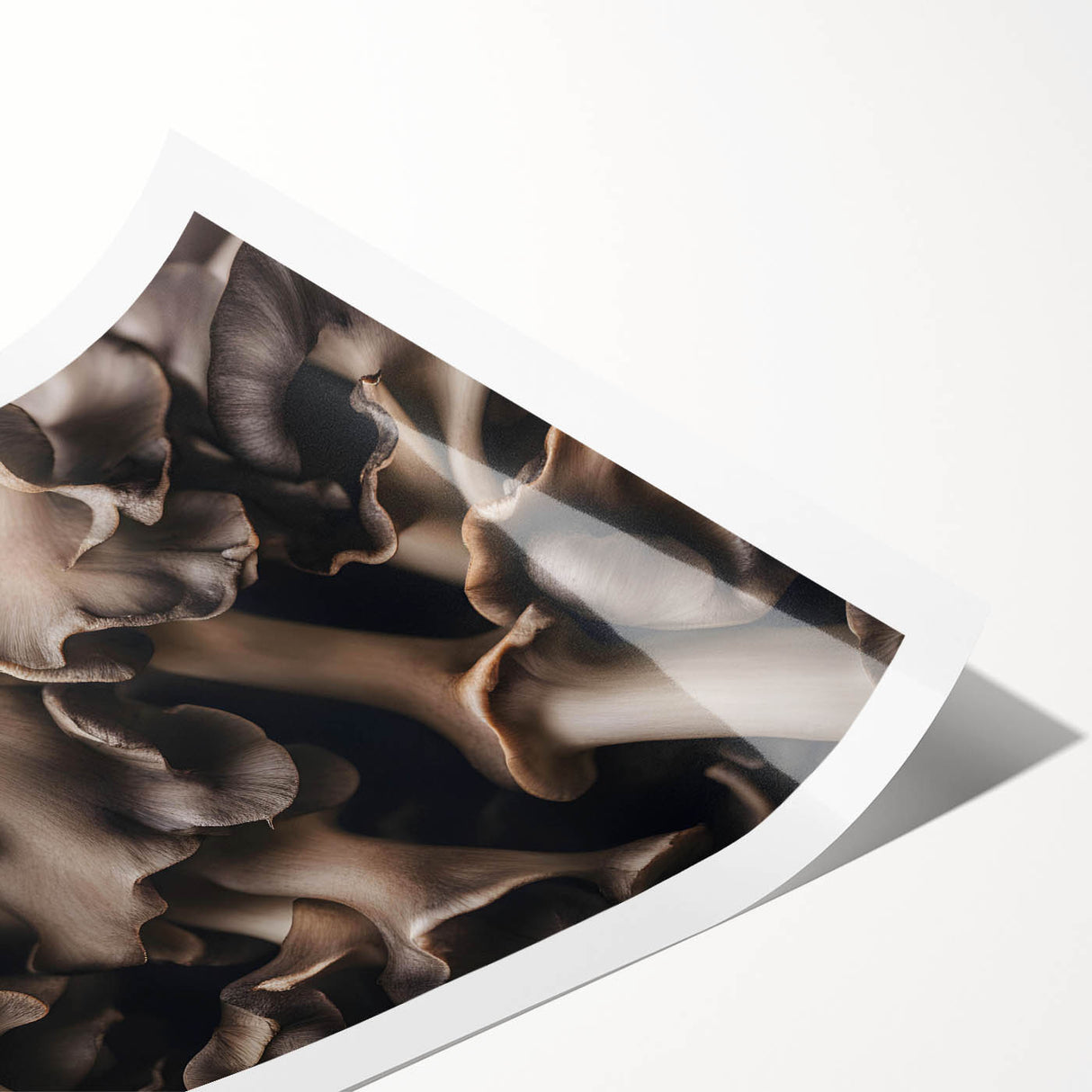 Botanical wall art design showcasing vibrant flowers and mushrooms, printed on high-quality paper. Perfect for home decor, highlighting nature's beauty in a rolled format.