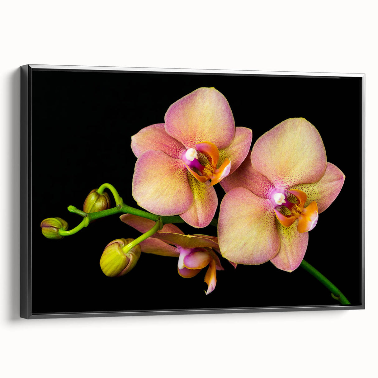 Framed botanical orchid wall art design showcasing vibrant pink and white orchids against a black background, ideal for modern home decor.