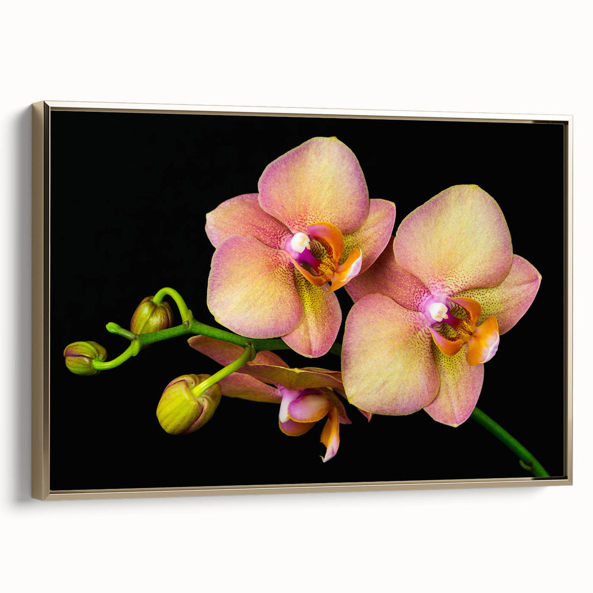 Framed botanical wall art featuring a delicate orchid design, elegantly displayed with a gold frame, adding a touch of sophistication to home decor.