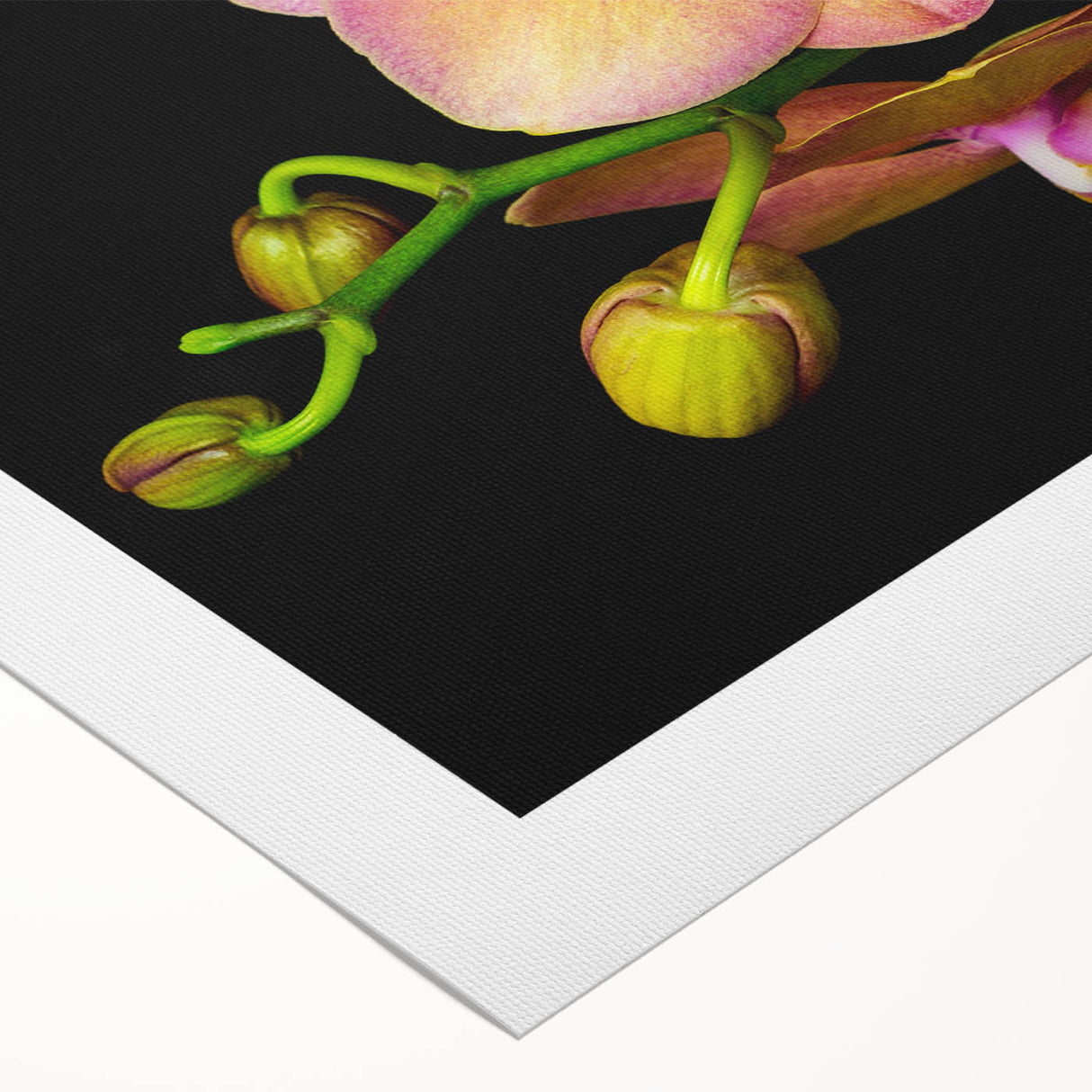 Botanical orchid design wall art on rolled canvas, showcasing vibrant colors and intricate floral details, perfect for home decor or art collection.