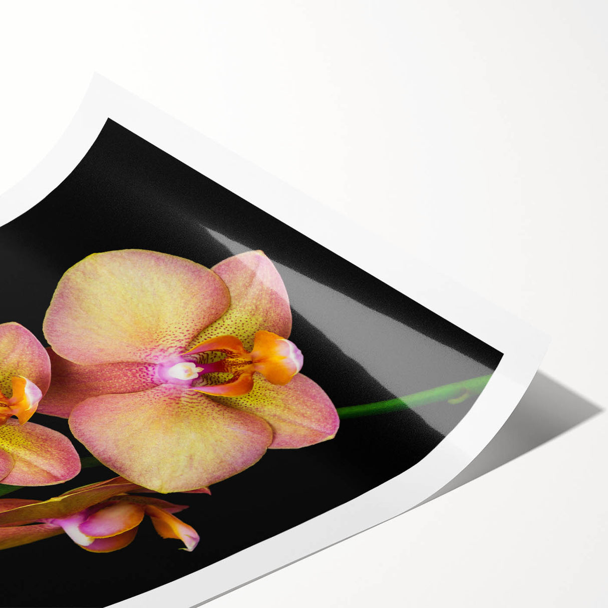 Botanical wall art featuring a vibrant orchid design on a rolled print, showcasing rich colors and intricate floral details, perfect for home decor.