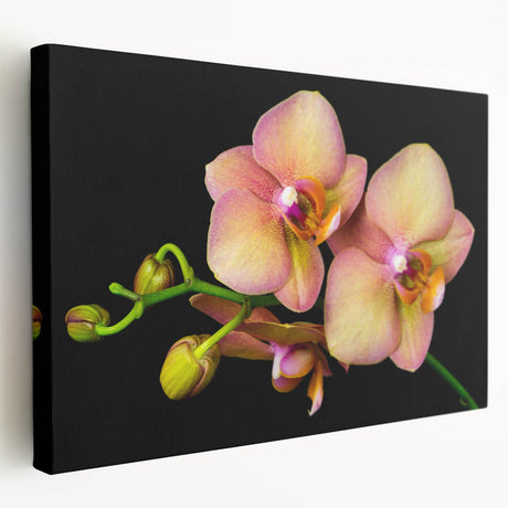 Stretched canvas wall art showcasing a vibrant botanical orchid design in rich colors, perfect for enhancing modern home decor and botanical-themed spaces.