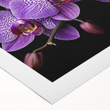 Botanical wall art showcasing an elegant orchid design on rolled canvas, featuring vibrant colors and intricate details, perfect for home decor enhancement.
