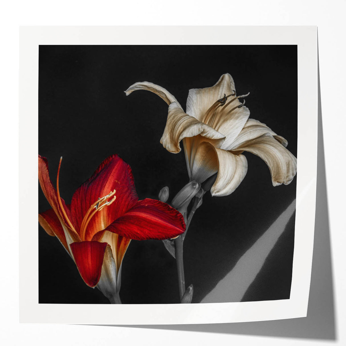 Vibrant rolled print showcasing a botanical orchid design, featuring intricate floral details and vivid colors, perfect for enhancing any home decor.