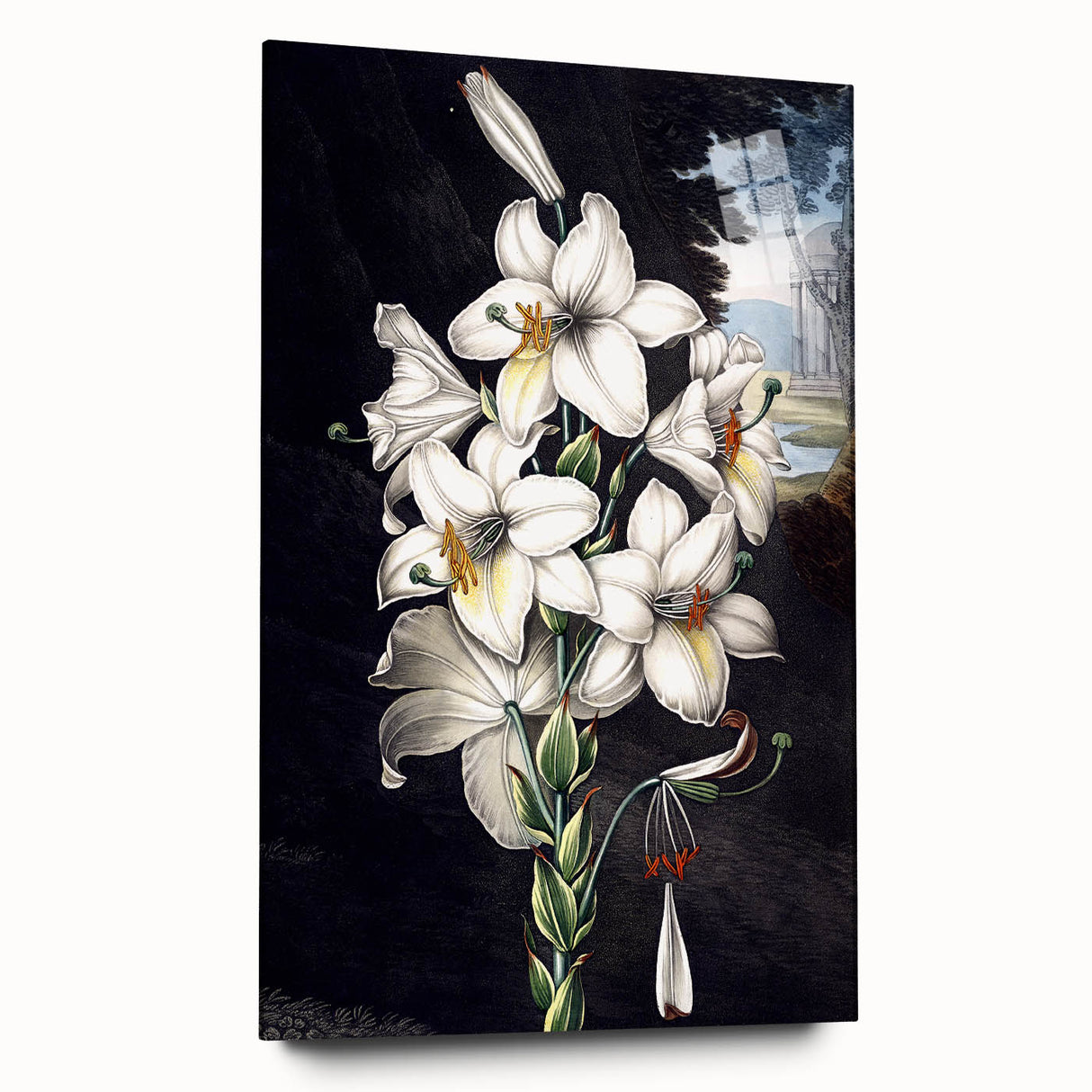 Elegant botanical wall art showcasing a vivid orchid design on acrylic glass, displayed from a side view, perfect for enhancing modern home decor.