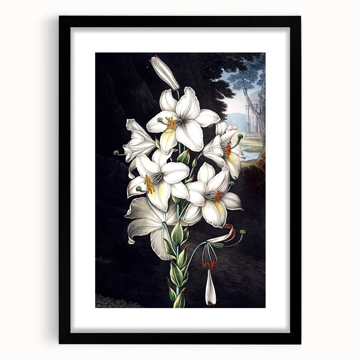 Black-framed botanical wall art showcasing a vibrant orchid design, elegantly matted for a sophisticated presentation, perfect for home decor enhancement.