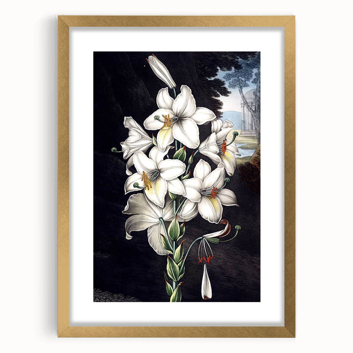Elegant botanical wall art featuring a stunning orchid design in a gold frame with a white mat, perfect for enhancing home decor or office spaces. This visually striking piece adds a touch of sophistication and natural beauty to any interior.