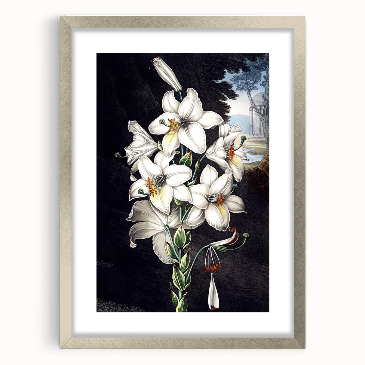 Framed botanical orchid wall art in a sleek silver frame with matting, showcasing vibrant floral designs. Perfect for adding elegance to any decor.