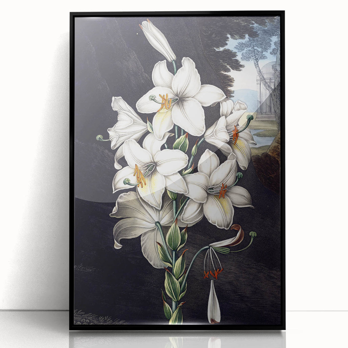 Framed wall art showcasing a vibrant botanical orchid design in a sleek black frame, ideal for home decor and enhancing interior aesthetics. The acrylic finish adds a polished touch, perfect for nature lovers and art enthusiasts seeking elegant floral decor.