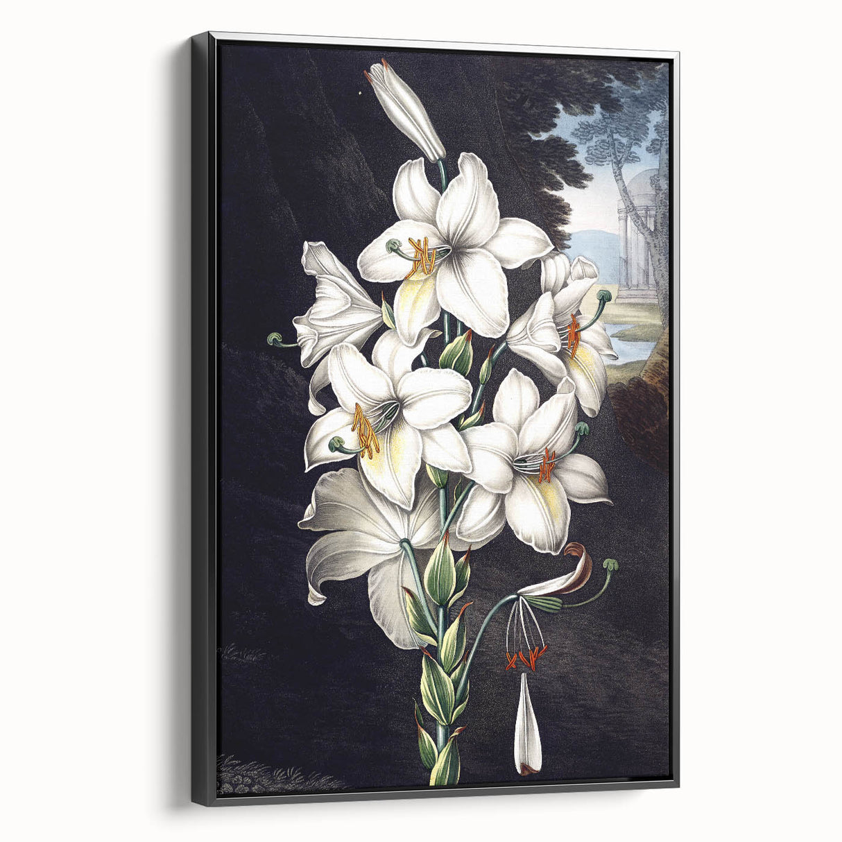 Framed botanical wall art featuring an elegant orchid design on a black background, showcasing vibrant colors and fine details, ideal for modern home decor.