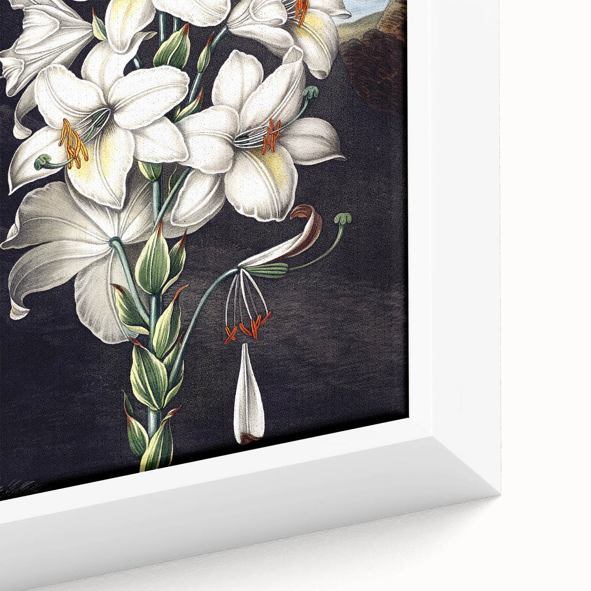 Close-up view of a framed botanical wall art piece featuring an intricate orchid design on canvas, showcasing vibrant colors and detailed textures, ideal for home decor.
