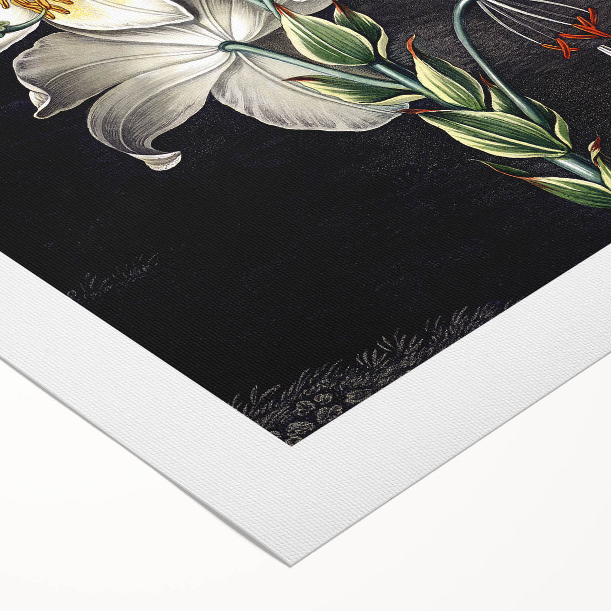 Botanical wall art featuring a vibrant orchid design on rolled canvas, showcasing intricate floral details and rich colors, perfect for home decor.