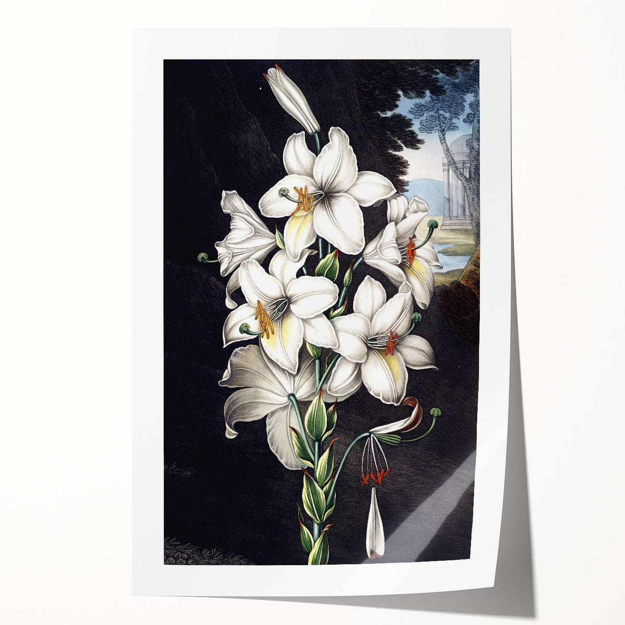 Botanical wall art print featuring a vibrant orchid design in rich colors, rolled for easy display, ideal for adding elegance to home decor.