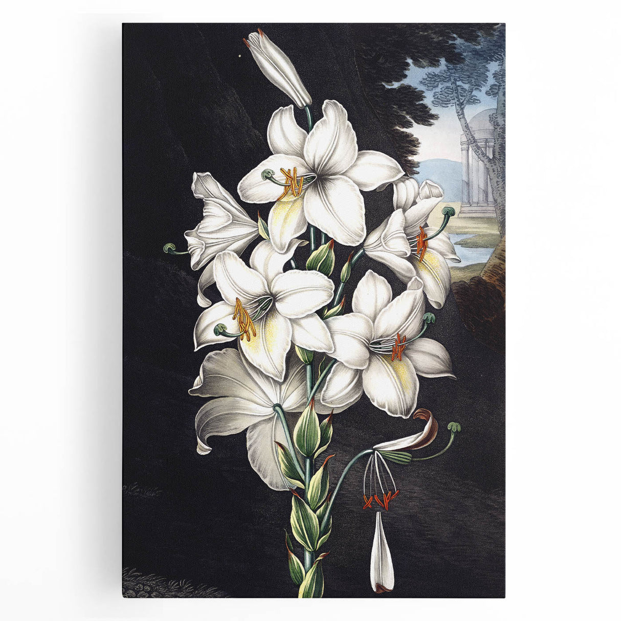 Brightly colored botanical wall art featuring a stunning orchid design on stretched canvas, perfect for home decor and enhancing interior aesthetics. Ideal for nature lovers.