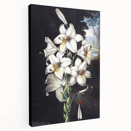 Stretched canvas wall art featuring a vibrant botanical orchid design, showcasing intricate floral details and rich colors, ideal for home decor enhancement.