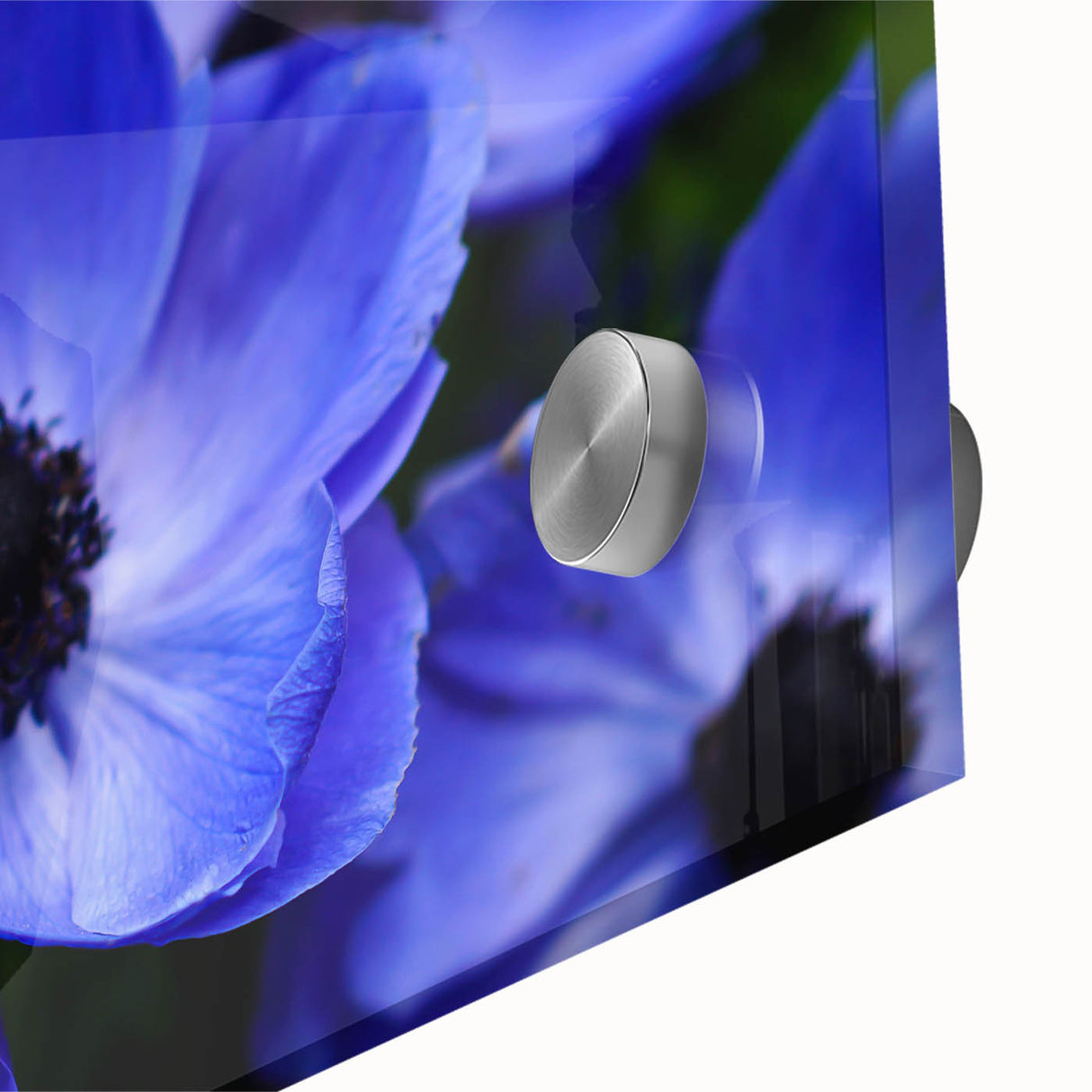 Close-up of a vibrant botanical wall art design featuring pansies in rich purple and yellow hues, elegantly displayed under acrylic glass for a modern aesthetic.