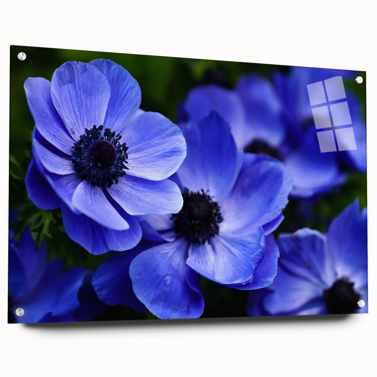 Vibrant botanical wall art featuring a beautifully designed pansy in rich colors, displayed in an acrylic frame with pins. Perfect for floral decor enthusiasts.