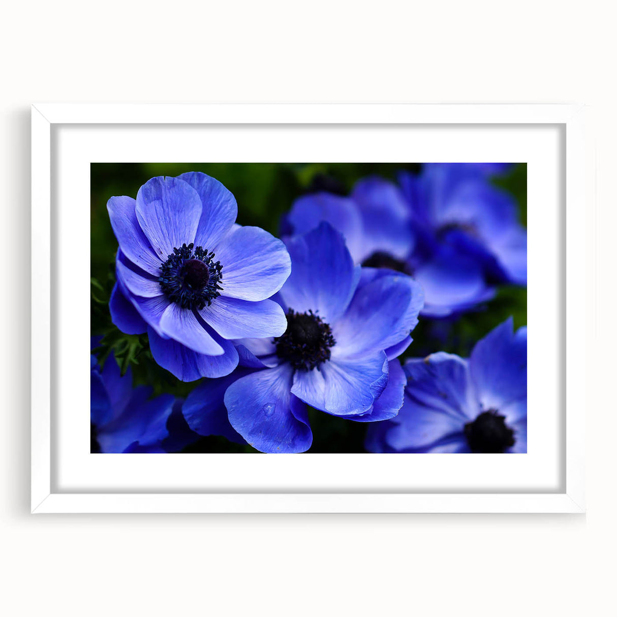 Botanical wall art design featuring a vibrant pansy illustration in a white frame with a mat, showcasing intricate details and colors, perfect for home decor.