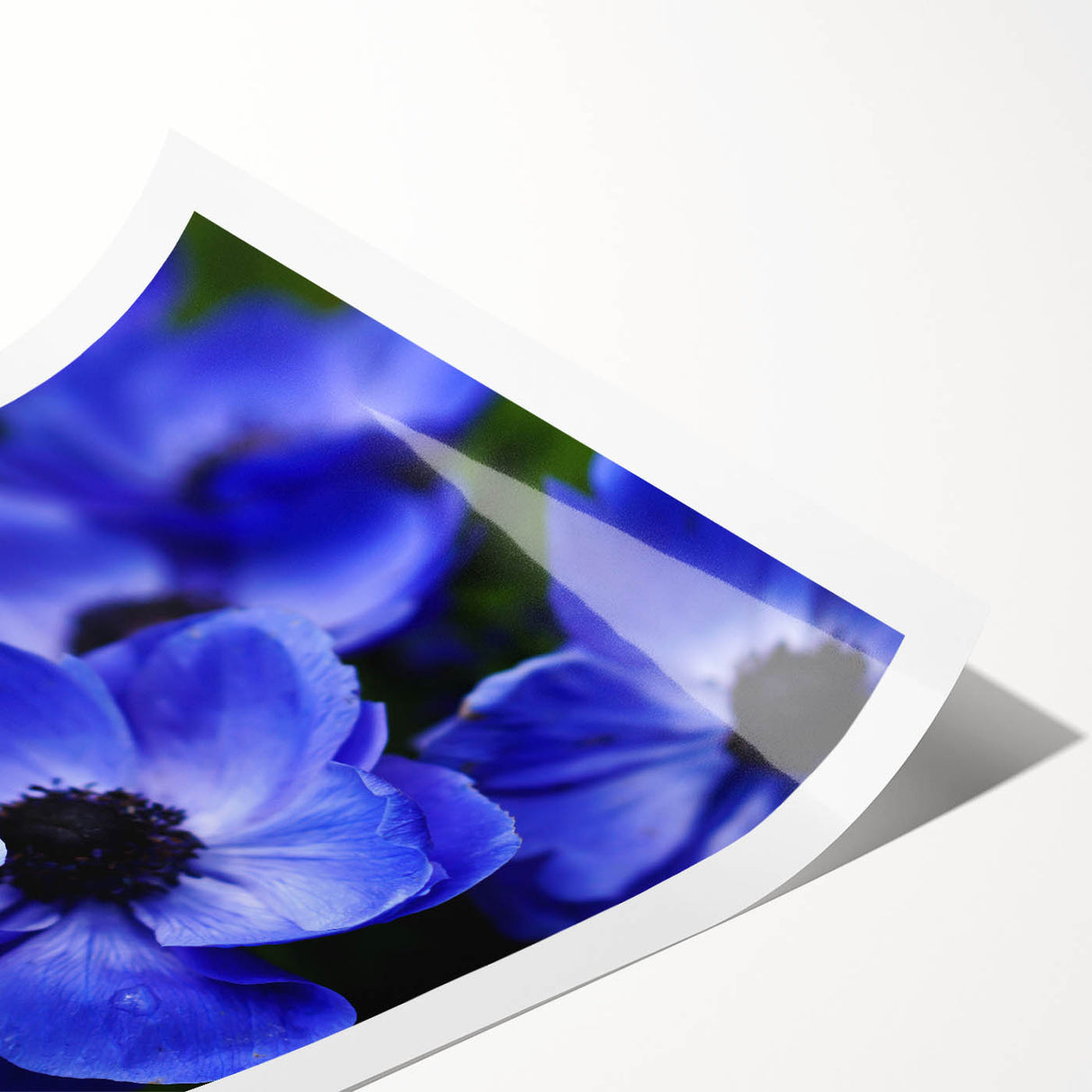 Botanical wall art print featuring a vibrant pansy design in rich purple and yellow hues, rolled and ready for framing, ideal for home decor enhancement.