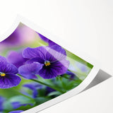 Vibrant botanical wall art print showcasing a detailed pansy design with rich colors, elegantly rolled for easy display and framed decor. Perfect for flower enthusiasts.