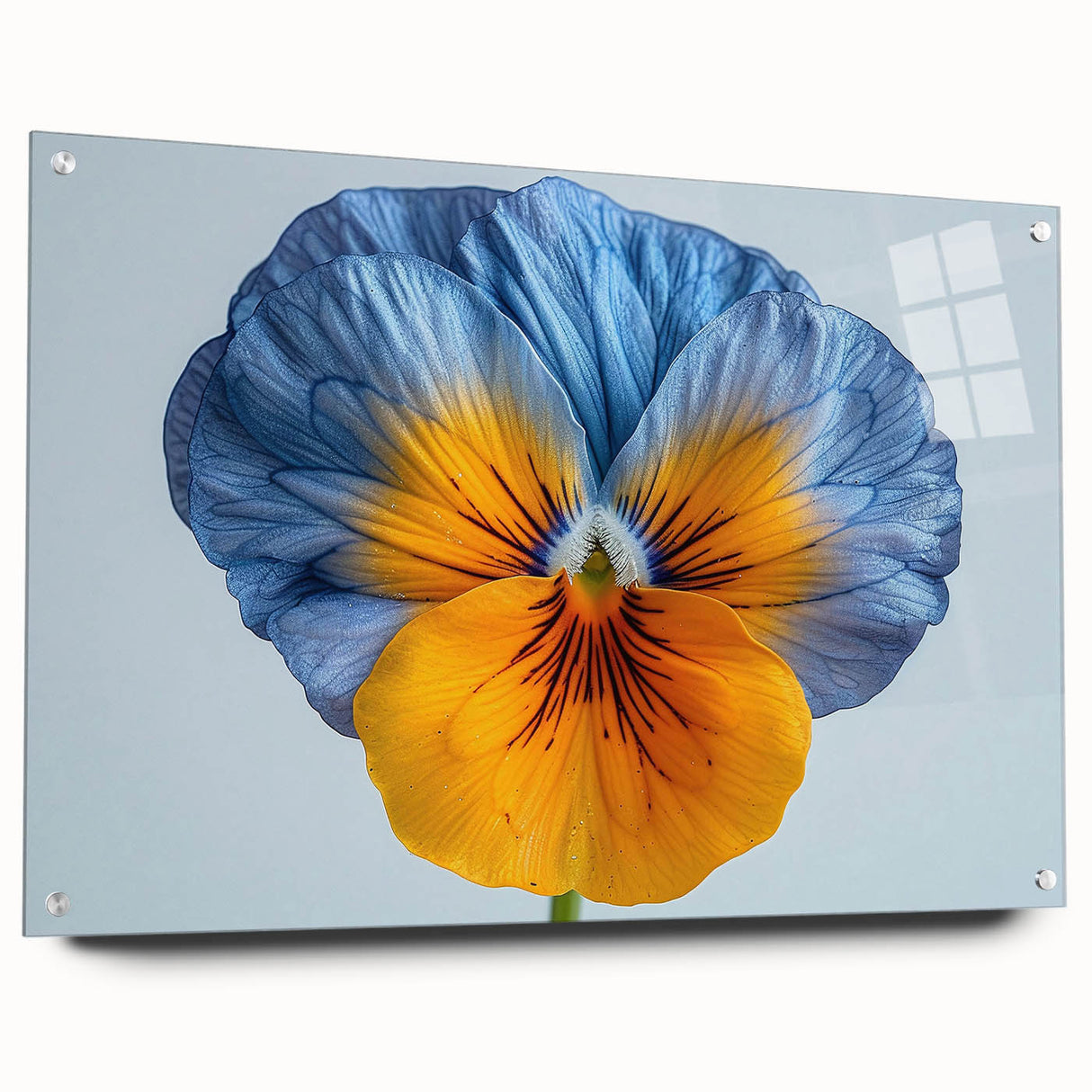 Botanical wall art featuring a vibrant pansy design on acrylic glass, showcasing rich colors and intricate details. Ideal for brightening home decor with floral elegance.