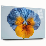 Botanical wall art featuring a vibrant pansy design on acrylic glass, showcasing rich colors and intricate details. Ideal for brightening home decor with floral elegance.