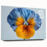 Vibrant botanical pansy wall art collection displayed in an elegant acrylic glass frame, showcasing rich colors and intricate floral details, perfect for home decor.
