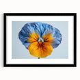 Botanical wall art collection showcasing a vibrant pansy design in a sleek black frame with matting, perfect for home decor and floral enthusiasts.