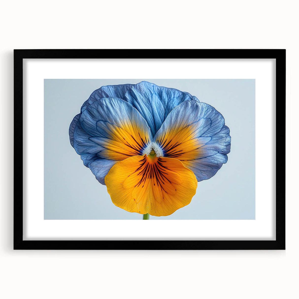 Botanical wall art collection showcasing a vibrant pansy design in a sleek black frame with matting, perfect for home decor and floral enthusiasts.