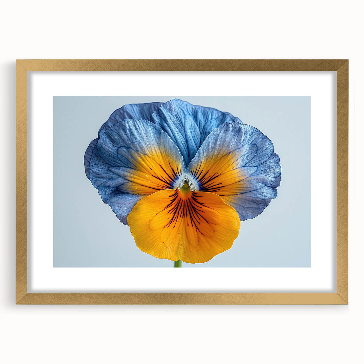 Botanical wall art featuring a vibrant pansy design, elegantly framed with a gold border, presenting a sophisticated touch to home decor. Ideal for floral enthusiasts.