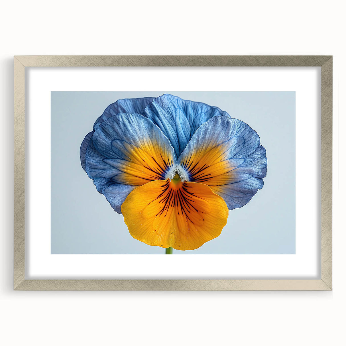 Framed botanical wall art showcasing vibrant pansy flowers in a silver mat frame, ideal for home decor and floral-themed interiors. This elegant piece adds a touch of nature to any room, enhancing aesthetic appeal with its colorful design.